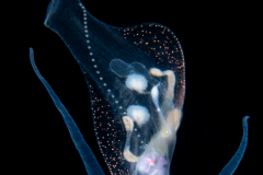 Pelagic Nudibranch - Nudibranchia - Phylliroe bucephala - Spawning