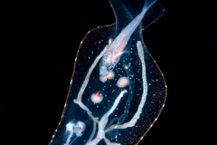 Pelagic Nudibranch - Nudibranchia - Phylliroe lichtensteinii - with a small Jack