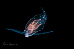 Pelagic Nudibranch - Nudibranchia - Phylliroe species