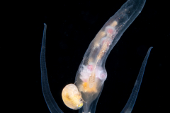 Pelagic Nudibranch - Nudibranchia - Phylliroe bucephala - with a Hyperiid Amphipod