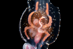 Pelagic Nudibranch - Nudibranchia - Phylliroe species