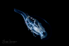 Nudibranchia - Phylliroe lichtensteinii - Feeding on an Aequorea cf. sp. 3 Hydromedusa