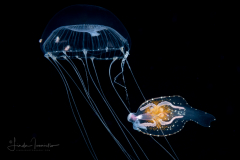 Pelagic Nudibranch - Nudibranchia - Phylliroe bucephala - Feeding on a Jellyfish