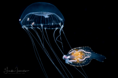 Pelagic Nudibranch - Nudibranchia - Phylliroe species - Feeding on an Aequorea cf. neocyanea
