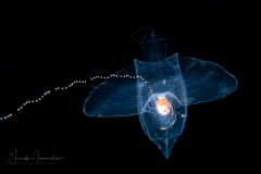 Sea Butterfly - Pteropoda - Pseudothecosomata - Cymbulia peronii - Spawning
