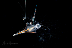 Sea Butterfly - Pteropod  - Euthecosomata - Juvenile Diacria trispinosa - With Toxic Pennate Diatoms