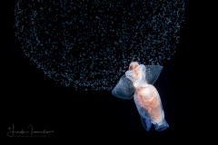 Sea Angel - Pteropoda - Gymnosomata - Pneumoderma violaceum - Spawning