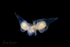 Sea Angel - Pteropoda - Gymnosomata - Mating