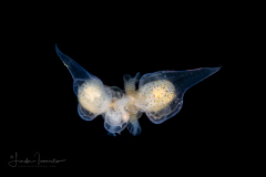 Sea Angel - Pteropoda - Gymnosomata - Probably Paraclione longicaudata - Mating