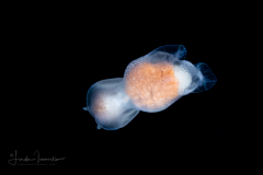 Sea Angel - Pteropoda - Gymnosomata - Pneumoderma violaceum