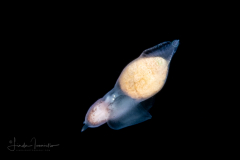 Sea Angel - Pteropoda - Gymnosomata - Notobranchaea cf. macdonaldi
