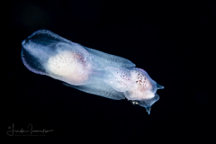 Sea Angel - Pteropoda - Gymnosomata - Notobranchaea cf. macdonaldi