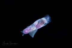 Sea Angel - Pteropoda - Gymnosomata - Pneumoderma violaceum