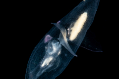 Sea Angel - Pteropoda - Gymnosomata - Thliptodon cf. diaphanus