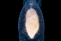 Sea Angel - Pteropoda - Gymnosomata  - Cliopsis krohnii