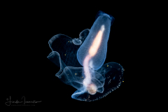 Sea Angel - Pteropoda - Gymnosomata  - Cliopsis krohnii feeding on a Sea Butterfly - Pteropoda - Corolla spectabilis
