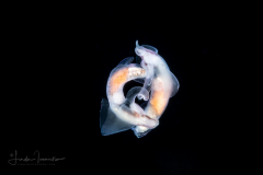 Sea Angel - Pteropoda - Gymnosomata - Pneumoderma violaceum -  Mating