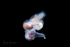 Sea Angel - Pteropoda - Gymnosomata - Pneumoderma violaceum -  Mating