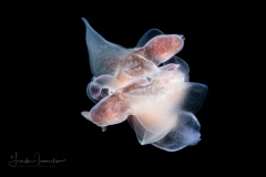 Sea Angel - Pteropoda - Gymnosomata - Notobranchaea cf. macdonaldi - Mating