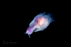 Sea Angel - Pteropoda - Gymnosomata - Pneumoderma violaceum