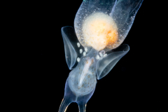 Sea Angel - Pteropoda - Gymnosomata - Pneumodermatidae - Pneumodermopsis cf. canephora