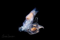 Sea Angel - Pteropoda - Gymnosomata - Pneumoderma violaceum - Preying on a Sea Butterfly - Pteropoda - Cavolinia uncinata