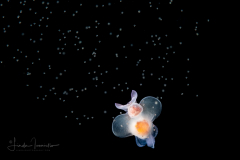 Sea Angel - Pteropoda - Gymnosomata - Notobranchaea cf. macdonaldi - Spawning