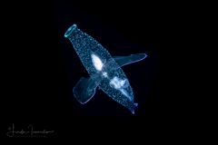 Sea Angel - Pteropoda - Gymnosomata - Thliptodon cf. diaphanus