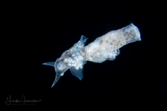 Sea Angel - Pteropoda - Gymnosomata - Pneumodermatidae - Pneumodermopsis cf. canephora - With Copepods