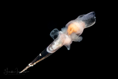 Sea Angel - Pteropoda - Gymnosomata - Notobranchaea cf. macdonaldi - Preying on a Sea Butterfly - Pteropoda - Creseis conica