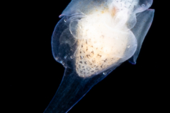 Sea Angel - Pteropoda - Gymnosomata - Probably Paraclione longicaudata