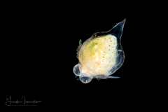 Sea Angel - Pteropoda - Gymnosomata - Probably Paraclione longicaudata