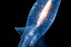 Sea Angel - Pteropoda - Gymnosomata - Cliopsis krohnii