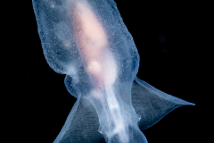 Sea Angel - Pteropoda - Gymnosomata - Cliopsis krohnii