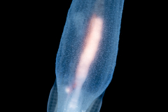 Sea Angel - Pteropoda - Gymnosomata - Cliopsis krohnii