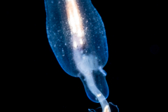 Sea Angel - Pteropoda - Gymnosomata - Cliopsis krohnii - preying on a Sea Butterfly - Pteropoda - Pseudothecosomata - Corolla spectabilis