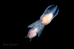 Sea Angel - Pteropoda - Gymnosomata - Notobranchaea cf. macdonaldi
