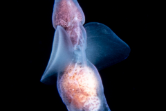 Sea Angel - Pteropoda - Gymnosomata - Notobranchaea cf. macdonaldi