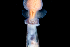Sea Angel - Pteropoda - Gymnosomata - Pneumoderma violaceum - Preying on a Sea Butterfly - Pteropoda - Euthecosomata - Cuvierina cf. atlantica