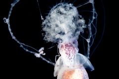 Sea Angel - Pteropoda - Gymnosomata - Pneumoderma violaceum - Spawning