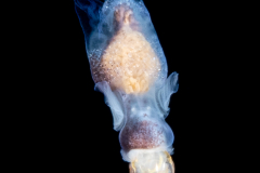 Sea Angel - Pteropoda - Gymnosomata - Pneumoderma violaceum - preying on a Sea Butterfly - Telodiacria quadridentata