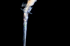 Sea Angel - Pteropoda - Gymnosomata - Pneumodermatidae - Pneumodermopsis cf. canephora  Preying on a Sea Butterfly - Pteropoda - Euthecosomata - Creseis acicula