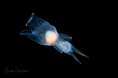 Sea Angel - Pteropoda - Gymnosomata - Pneumodermatidae - Pneumodermopsis cf. canephora