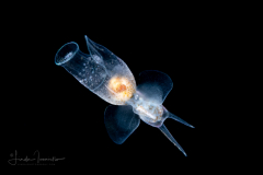 Sea Angel - Pteropoda - Gymnosomata - Pneumodermatidae - Pneumodermopsis cf. canephora