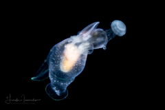 Sea Angel - Pteropoda - Gymnosomata - Pneumodermatidae - Pneumodermopsis cf. canephora