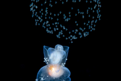 Sea Angel - Pteropoda - Gymnosomata - Pneumodermopsis cf. canephora  - Spawning - WIth Copepods