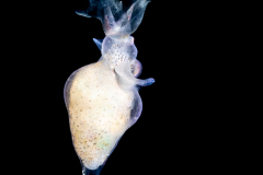 Sea Angel - Pteropoda - Gymnosomata - Probably Paraclione longicaudata - Preying on a Sea Butterfly
