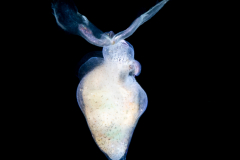 Sea Angel - Pteropoda - Gymnosomata - Probably Paraclione longicaudata - Preying on a Sea Butterfly