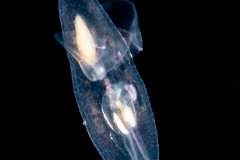 Sea Angel - Pteropoda - Gymnosomata - Thliptodon cf. diaphanus
