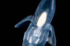 Sea Angel - Pteropoda - Gymnosomata - Thliptodon cf. diaphanus